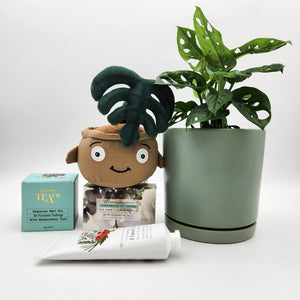 Happy Birthday Plant Hamper - Sydney Only