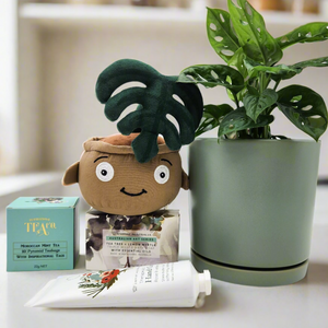 Happy Birthday Plant Hamper - Sydney Only