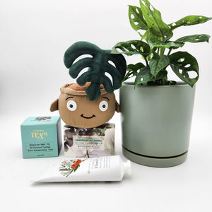 Happy Birthday Plant Hamper - Sydney Only