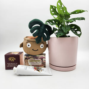 Happy Birthday Plant Hamper - Sydney Only