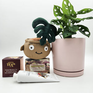 Happy Birthday Plant Hamper - Sydney Only
