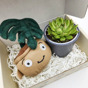 Monstera Plant Plushie & Succulent Gift Box