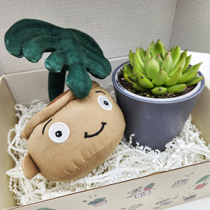 Monstera Plant Plushie & Succulent Gift Box