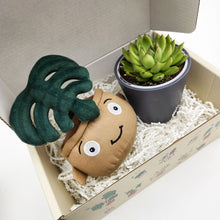 Load image into Gallery viewer, Monstera Plant Plushie &amp; Succulent Gift Box
