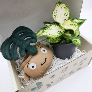Plushie & Plant Gift Box