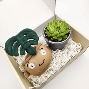 Cheeky Monstera Plant Plushie & Succulent Gift Box