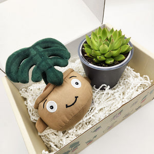 Cheeky Monstera Plant Plushie & Succulent Gift Box