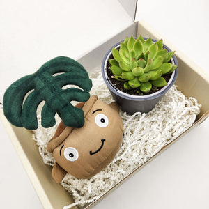 Cheeky Monstera Plant Plushie & Succulent Gift Box