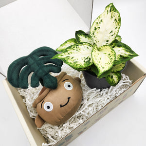 Plushie & Plant Gift Box