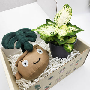 Plushie & Plant Gift Box