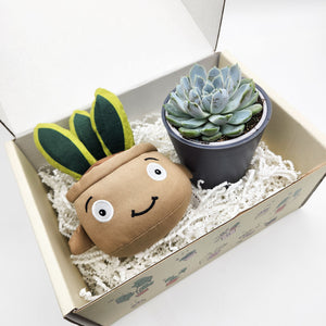 Cheeky Snake Plant Plushie & Succulent Gift Box