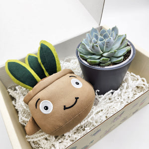 Cheeky Snake Plant Plushie & Succulent Gift Box