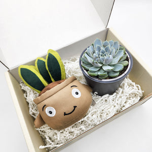 Cheeky Snake Plant Plushie & Succulent Gift Box