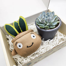 Load image into Gallery viewer, Cheeky Snake Plant Plushie &amp; Succulent Gift Box
