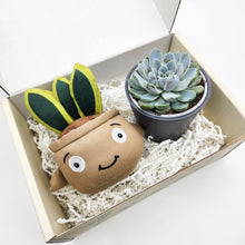 Load image into Gallery viewer, Cheeky Snake Plant Plushie &amp; Succulent Gift Box
