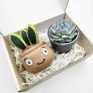 Cheeky Snake Plant Plushie & Succulent Gift Box
