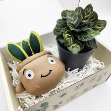 Load image into Gallery viewer, Plushie &amp; Plant Gift Box
