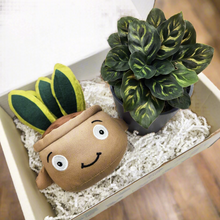 Load image into Gallery viewer, Plushie &amp; Plant Gift Box
