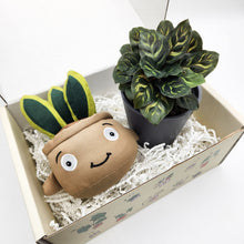 Load image into Gallery viewer, Plushie &amp; Plant Gift Box
