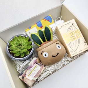 Pamper - Succulent Hamper / Succulent Gift Box