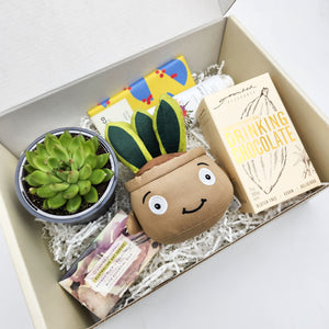 Pamper - Succulent Hamper / Succulent Gift Box