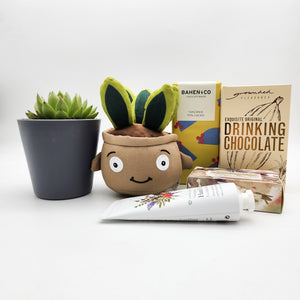 Pamper - Succulent Hamper / Succulent Gift Box - Sydney Only