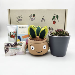 Happy Birthday - Succulent Hamper / Succulent Gift Box