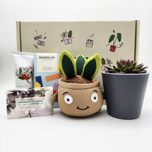 Happy Birthday - Succulent Hamper / Succulent Gift Box