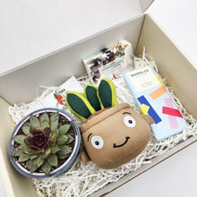Load image into Gallery viewer, Happy Birthday - Succulent Hamper / Succulent Gift Box
