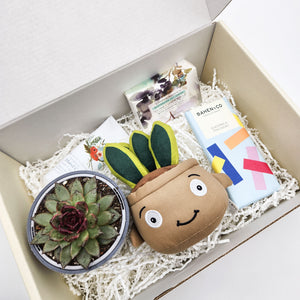 Happy Birthday - Succulent Hamper / Succulent Gift Box