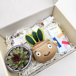 Happy Birthday - Succulent Hamper / Succulent Gift Box