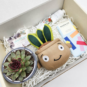 Happy Birthday - Succulent Hamper / Succulent Gift Box