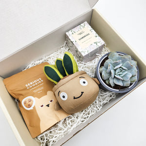 Congratulations - Succulent Hamper / Succulent Gift Box