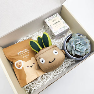 Congratulations - Succulent Hamper / Succulent Gift Box
