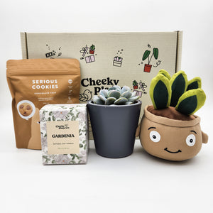 Congratulations - Succulent Hamper / Succulent Gift Box
