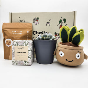 Congratulations - Succulent Hamper / Succulent Gift Box