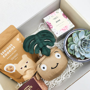 Thank You - Succulent Hamper / Succulent Gift Box