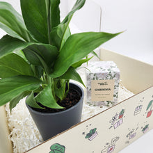 Load image into Gallery viewer, Peace Lily &amp; Candle Gift Box

