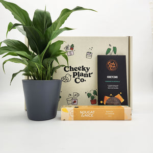 Peace Lily Condolence Gift Box