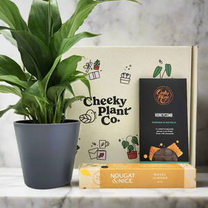 Peace Lily Condolence Gift Box
