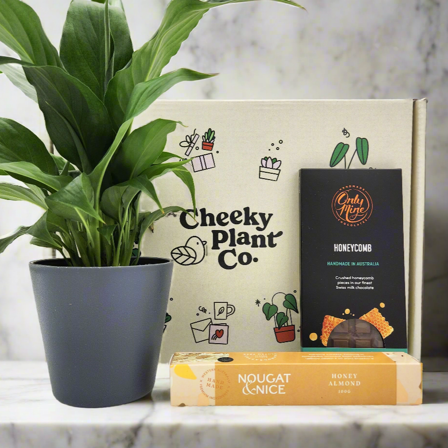 Peace Lily Condolence Gift Box