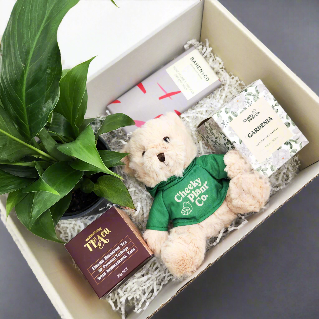 Peace Lily Thinking of You Gift Box