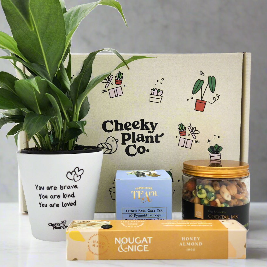 Peace Lily Sympathy Gift Box