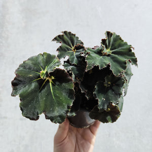 Begonia Rex Dark Mambo - 100mm