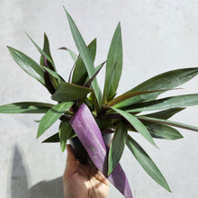 Load image into Gallery viewer, Tradescantia spathacea Rhoeo Dwarf - 100mm
