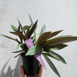 Tradescantia spathacea Rhoeo Dwarf - 100mm