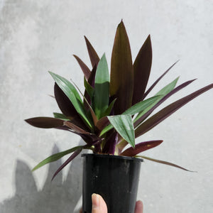 Tradescantia spathacea Rhoeo Dwarf - 100mm