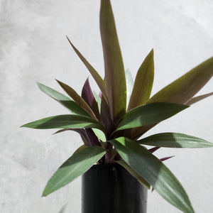 Tradescantia spathacea Rhoeo Dwarf - 100mm