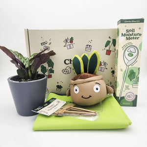 Cheeky Plant Care Starter Gift Box