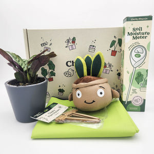 Cheeky Plant Care Starter Gift Box